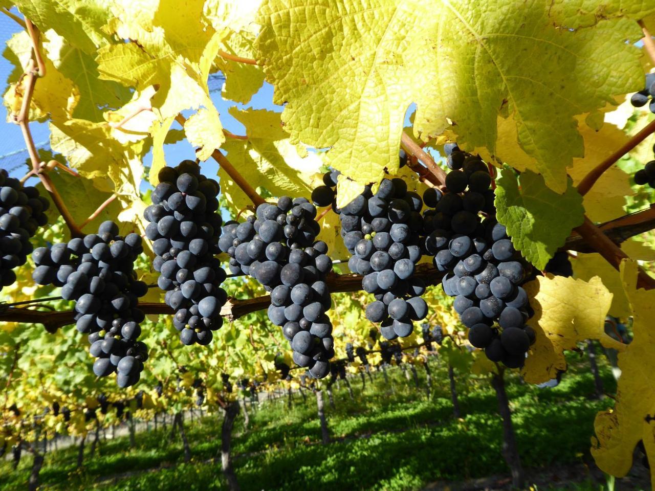 Bed and Breakfast Grey Ridge Vineyard Experience à Alexandra Extérieur photo